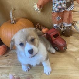 Pembroke Welsh Corgi Puppies from Whistling Wind Corgi’s
