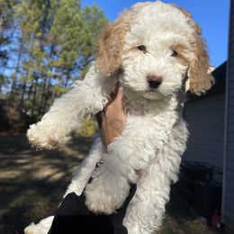 Goldendoodle Puppies from DeBerrys Doodles