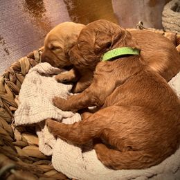 Goldendoodle Puppies from AvFamilyDoodles
