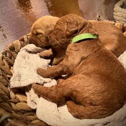 Goldendoodle Puppies from AvFamilyDoodles