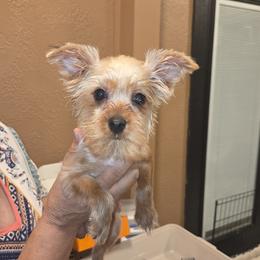 Blond Boy - Tan and white male Yorkshire Terrier puppy in San Marcos, Texas from Casa de Yorkies
