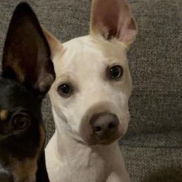 Rat Terriers from Pets Are Priceless Ratties