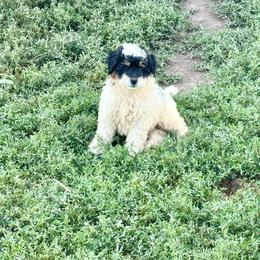 Cooper - Tri-color male Bernedoodle puppy in Moulton, Iowa from Shondel Puppy Paws