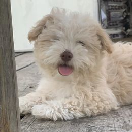 Stella - Havanese