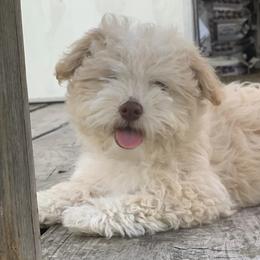 Stella - Havanese