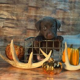 Legs - Chocolate female Labrador Retriever puppy in Isle, Minnesota from Dog Ear Outfitters