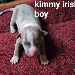 Kimmy irish boy - Blue fawn male Italian Greyhound puppy in Phillips, Maine from Maplewood Italian Greyhounds