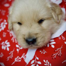 Last Pick Male - Golden male Golden Retriever puppy in Mc Arthur, California from California Golden Love