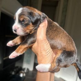 Girl 1 - Sable female Bernedoodle puppy in Royse City, Texas from Platinum Bernedoodles of Texas