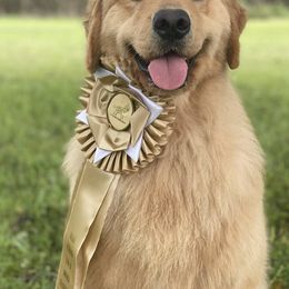 Golden Retriever Puppies from Arkadia