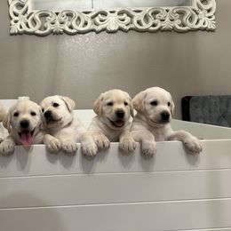 Labrador Retriever Puppies from Lucy’s Labradors
