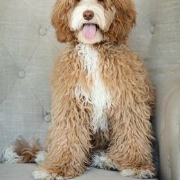 Poppy - Australian Labradoodle