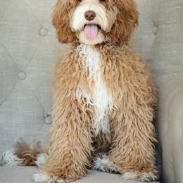 Poppy - Australian Labradoodle