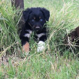 Jet - Black tri-color male Australian Shepherd puppy in San Tan Valley, Arizona from Mott Ranch - Blazin' Sun Aussies