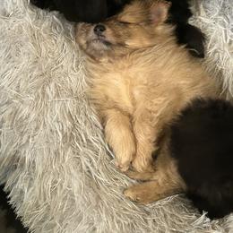 Pomeranian Puppies from Tea Pup Pomeranians