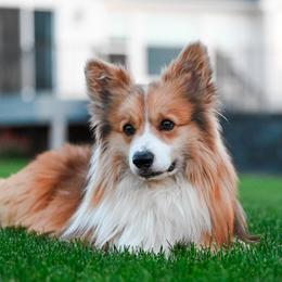 Stacks - Pembroke Welsh Corgi