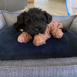 Miniature Schnauzer Puppies from Parsons’ Kennels