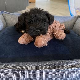 Miniature Schnauzer Puppies from Parsons’ Kennels