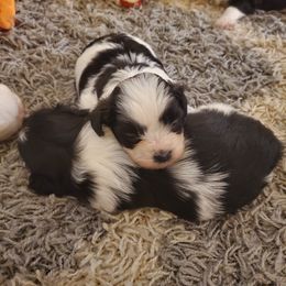 Shihpoo, Shih Tzu, and Yorkipoo Puppies from The Luckie Puppy