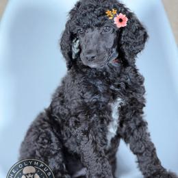 Luna - Silver female Poodle puppy in Spring Hills, Florida from The Olympus Standard Poodle