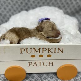 Girl 1 - Cream female Poodle puppy in Golden, Mississippi from Two Creeks Farm Poodles & Doodles