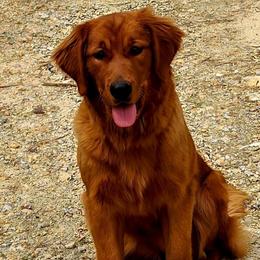 Emory - Golden Retriever