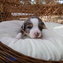 Drake - Blue merle male Bernedoodle puppy in from Little Golden Farm