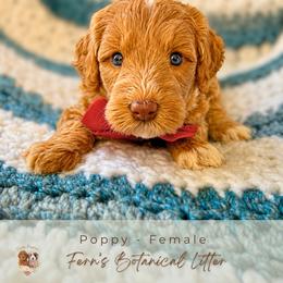 Poppy - Cream female Goldendoodle puppy in Atlanta, Georgia from Teddy Puppies