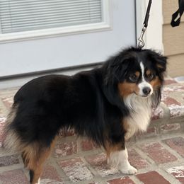 Cameron - Toy Australian Shepherd