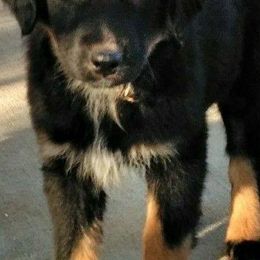 Australian Shepherds from Turvey Australian Shepherds