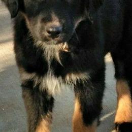 Australian Shepherds from Turvey Australian Shepherds