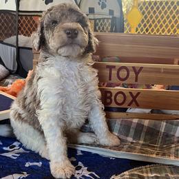 Rocket - Red merle male Aussiedoodle puppy in Springfield, Missouri from Doodle Dandy Bernedoodles & Aussiedoodles