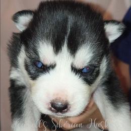 Calypso - Sable and white female Siberian Husky puppy in Richland, Mississippi from Feazell’s Siberian Huskies