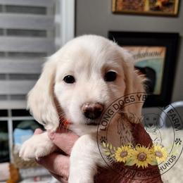 Puppy 3 Red Collar Male Longhair - Cream male Dachshund puppy in Gordon, Georgia from Long Dogs Yellow Farm