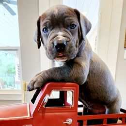 Bruiser- Lime collar - Boerboel puppy in Royse City, Texas from Leontix Boerboels