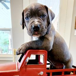 Bruiser- Lime collar - Boerboel puppy in Royse City, Texas from Leontix Boerboels