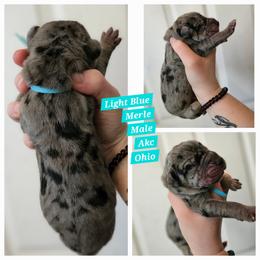 Light blue - Merle male Great Dane puppy in Doylestown, Ohio from Dana's Danes