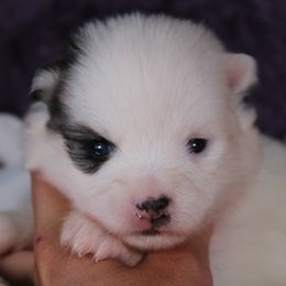 Aberdeen - Black and white female Pomsky puppy in Albany, Indiana from Hatz Off Puppies