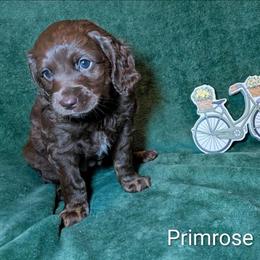 Primrose - Brown female Cockapoo puppy in Sunset, Louisiana from Cano Cockapoos