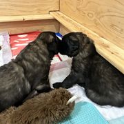 Leonberger Puppies from Desert Magick Leonbergers