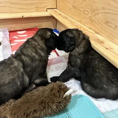 Leonberger Puppies from Desert Magick Leonbergers