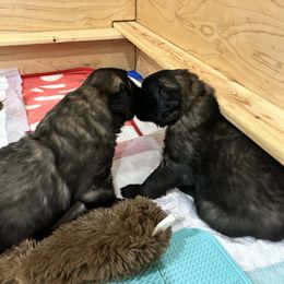 Leonberger Puppies from Desert Magick Leonbergers