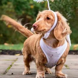 Heidi - Dachshund
