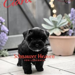 Ciara AKC - Black female Miniature Schnauzer puppy in Pelzer, South Carolina from Schnauzer Heaven Von Longbach