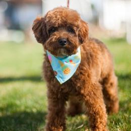 Echo - Goldendoodle