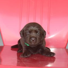 Cupcake - Chocolate female Labrador Retriever puppy in Camden, Indiana from Camden's Caring Canines