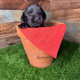 Rosemary - Black female Newfoundland puppy in Tully, New York from Bear Paw Newfoundlands