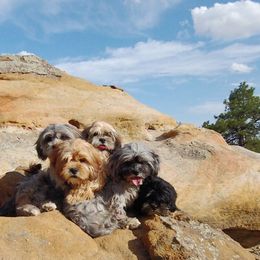 Cavapoo puppies from Poppying Up Puppies