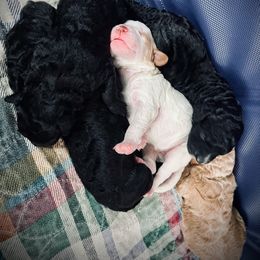 Poodle Puppies from Reuter Clan Poodles