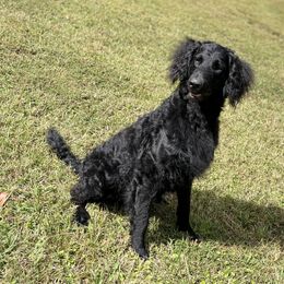 Angus - Goldendoodle